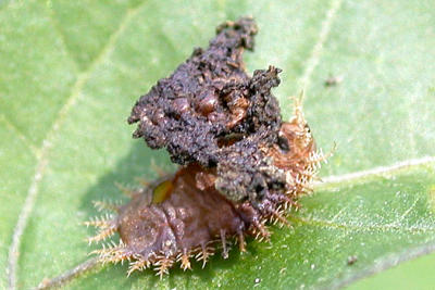 Tortoise Beetle Larva with Fecal Shield