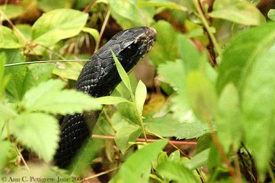 Black Rat Snake