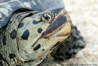 Diamondback Terrapin