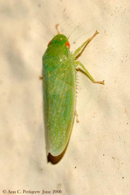 Leafhopper - Gyponana sp.