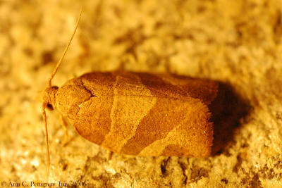 Three-lined Leafroller Moth