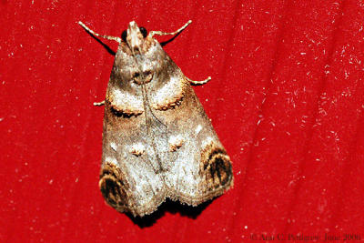 Orange-tufted Oneida (O. lunulalis)