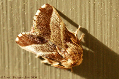 Tent Caterpillar Moth