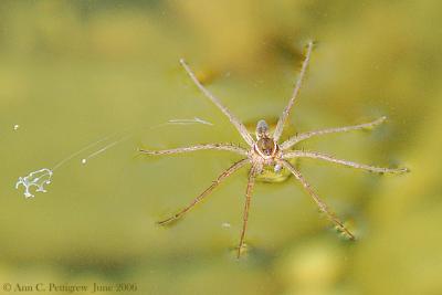 Six-spotted Fishing Spider