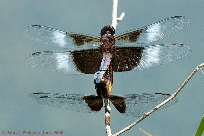 Widow Skimmers in Mating Wheel