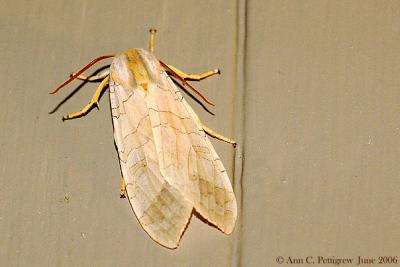 Banded Tussock Moth