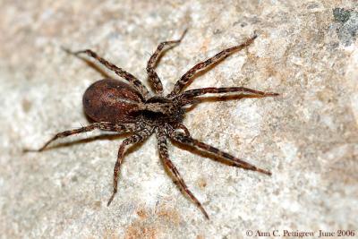 Wolf Spider