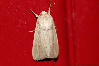 Leucania sp.