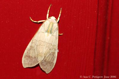 Banded Tussock Moth