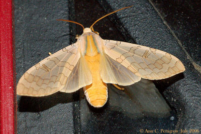 Banded Tussock Moth