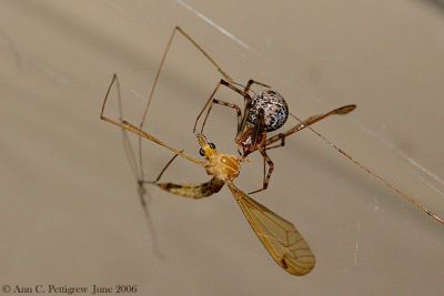 Marbled Orbweaver with Crane Fly