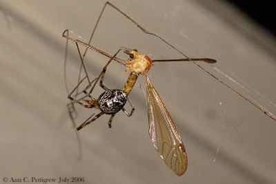 Marbled Orbweaver with Crane Fly