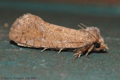 Moth sp.