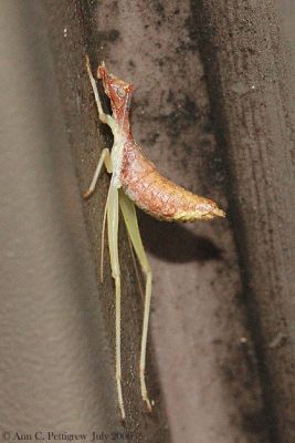 Tree Cricket Nymph