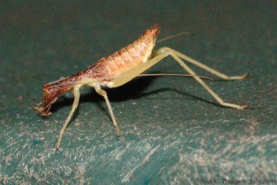 Tree Cricket Nymph