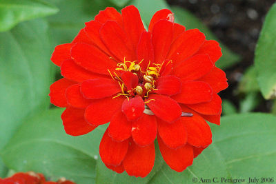 Zinnia