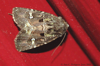 Bristly Cutworm Moth