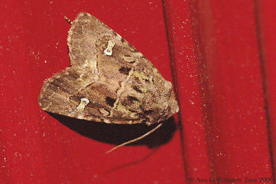 Bristly Cutworm Moth