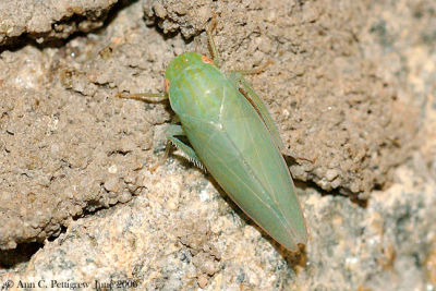 Leafhopper (Gyponana cacumina)
