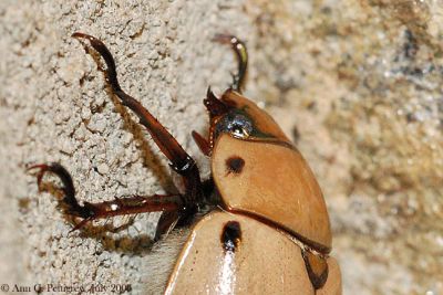 Grapevine Beetle Close Up
