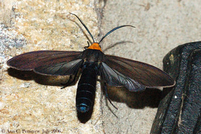 Yellow-collared Scape Moth