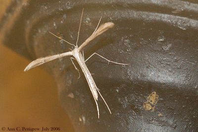 Plume Moth