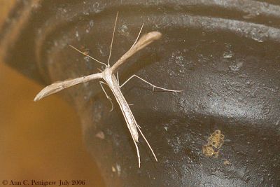 Plume Moth