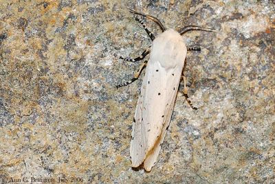 Salt Marsh Moth