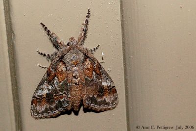 Streaked Tussock Moth