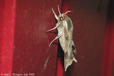 Virginia Creeper Sphinx