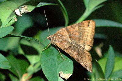 Forage Looper (Caenurgina erechtea)