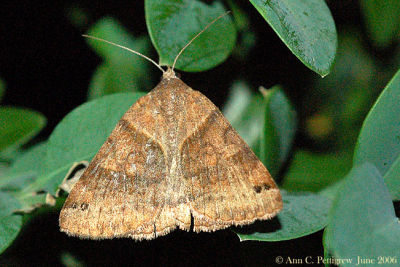 Forage Looper (Caenurgina erechtea)