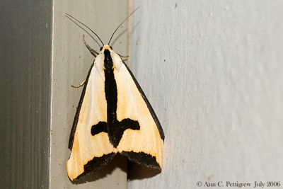 Clymene Moth