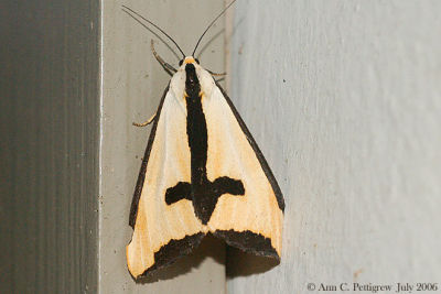 Clymene Moth