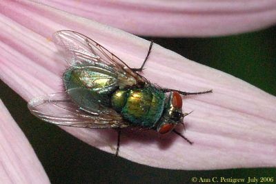 Green Bottle Fly