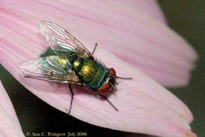 Green Bottle Fly