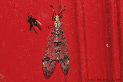 Spotted-winged Antlion