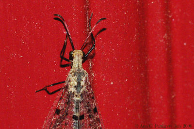 Spotted-winged Antlion