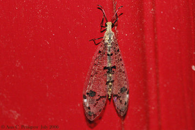 Spotted-winged Antlion