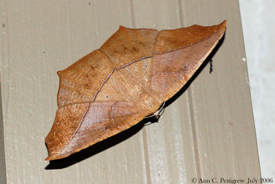 Large Maple Spanworm Moth