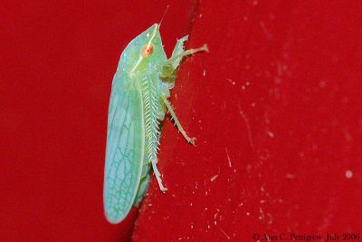 Leafhopper - Gyponana sp.