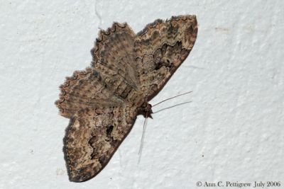 Barberry Geometer