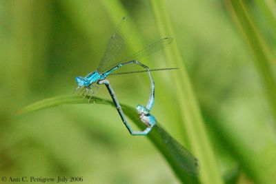 Bluets Mating in Wheel Formation
