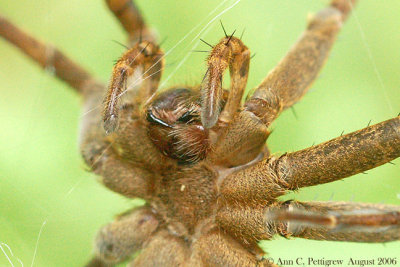 Fishing Spider - Dolomedes - Up Close