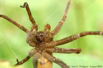 Fishing Spider - Dolomedes - Up Close