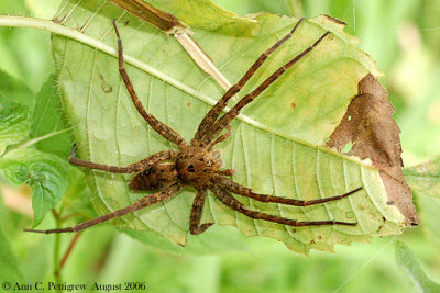 Fishing Spider - Dolomedes sp.