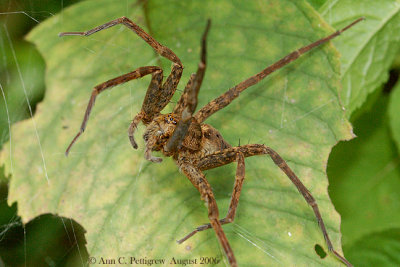 Fishing Spider - Dolomedes sp.