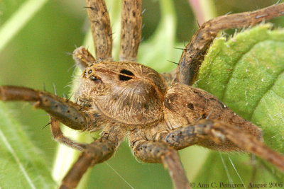 Fishing Spider - Dolomedes sp.