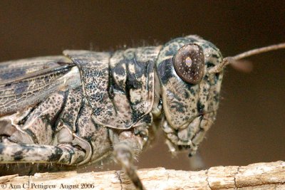 Pine Tree Spurthroated Grasshopper