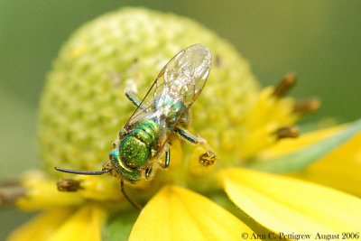 Green Metallic Bee sp.